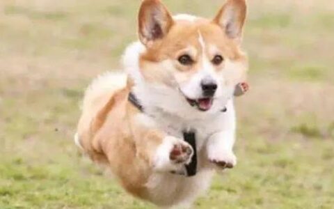 柯基犬的7大特征（柯基犬有什么特别之处？）