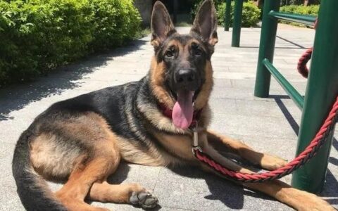 最忠心的7个狗狗品种（哪些狗狗最忠心？）