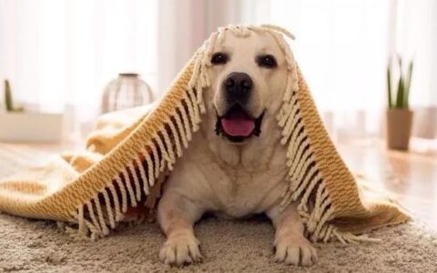 拉布拉多好养吗？拉布拉多怎么养？