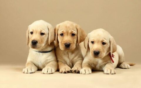 拉布拉多犬详细介绍