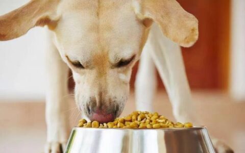 拉布拉多犬要怎么训练？（拉布拉多犬训练方法）