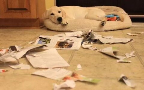 拉布拉多犬的优缺点分别有哪些？