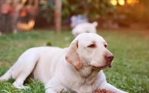 拉布拉多犬有泪痕怎么办？（如何解决拉布拉多犬泪痕问题？）