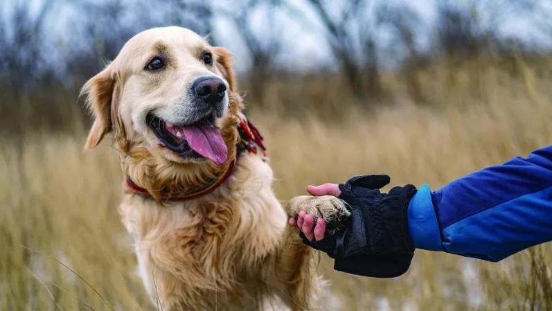 如何培养拉布拉多犬的注意力？