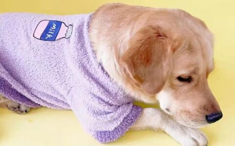 关于拉布拉多犬你知道多少呢？