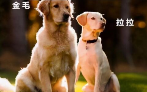 世界十大最忠诚的狗狗排行榜