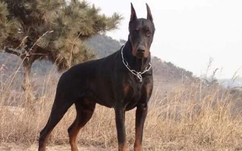 杜宾犬价格多少钱一只？