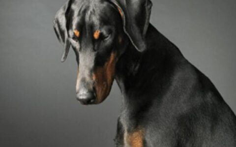 杜宾犬科普简介