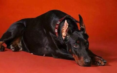 杜宾犬的形态特征、性格特点及养护知识