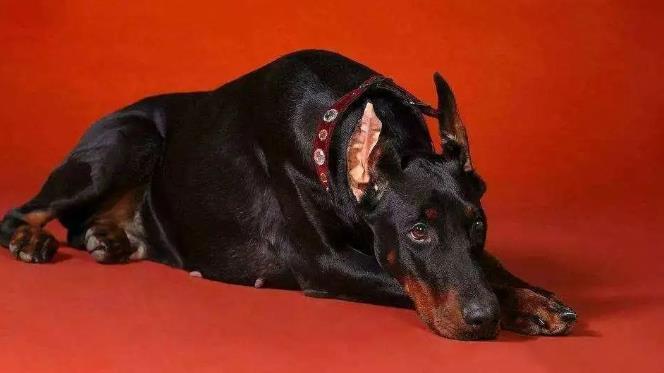 杜宾犬的形态特征、性格特点及养护知识