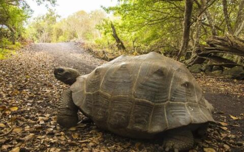 加拉帕戈斯象龟饲养要点