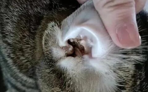 猫耳螨怎么去除？猫咪耳螨和耳垢有什么区别？