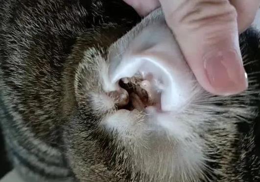 猫耳螨怎么去除？猫咪耳螨和耳垢有什么区别？
