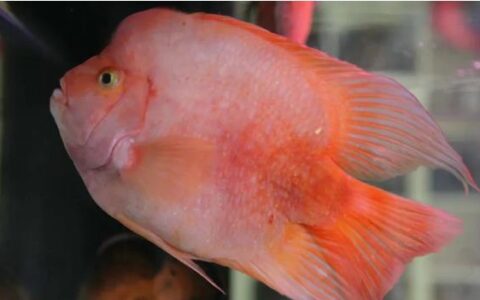 鹦鹉鱼怎么养？鹦鹉鱼喂食要点