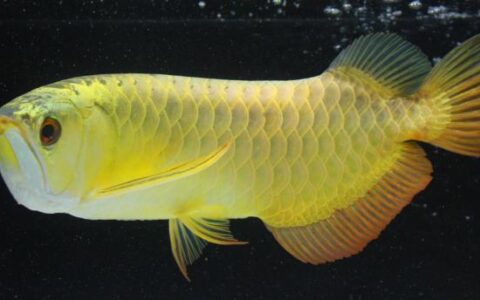 金龙鱼如何饲养？金龙鱼品种简介