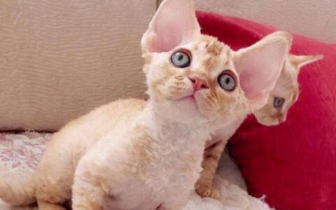 德文猫多少钱一只？德文卷毛猫价格
