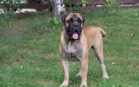 牛头獒多少钱一只？（牛头獒价格）