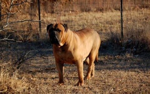 牛头獒的形态特征、性格特点及饲养要点
