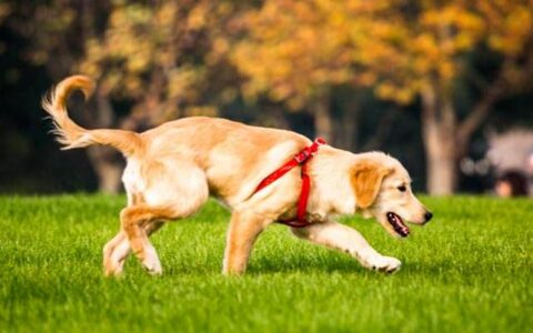 买金毛犬时要怎么选择自己喜欢的金毛犬？