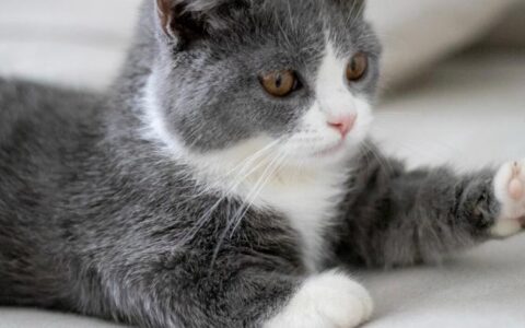 为什么不能养矮脚猫？