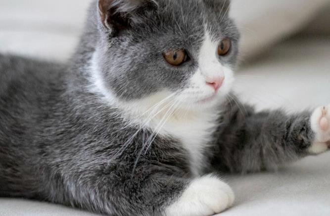 为什么不能养矮脚猫？