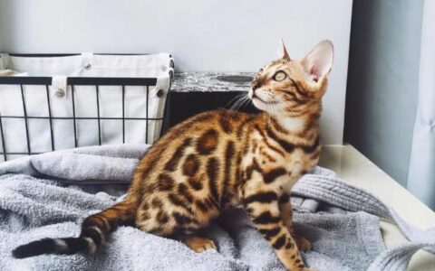 最帅的猫咪品种排行榜