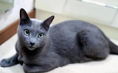 俄罗斯蓝猫多少钱一只？俄罗斯蓝猫价格