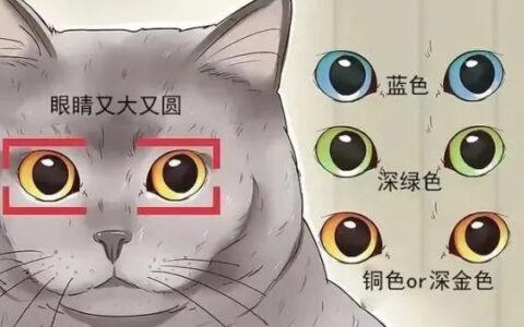 俄罗斯蓝猫和英短蓝猫有什么区别