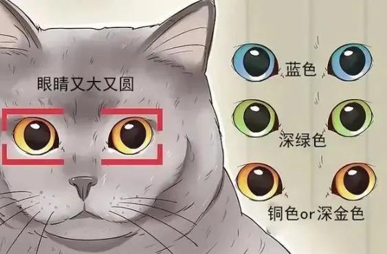 俄罗斯蓝猫和英短蓝猫有什么区别
