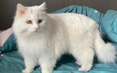 山东狮子猫多少钱一只？