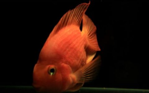 鹦鹉鱼好养吗？鹦鹉鱼趴缸躲角落是什么原因？