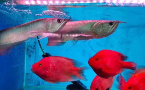 养鹦鹉鱼需要天天换水吗？