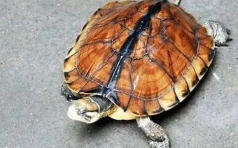 金钱龟怎么才能养好？（金钱龟该怎么养？）