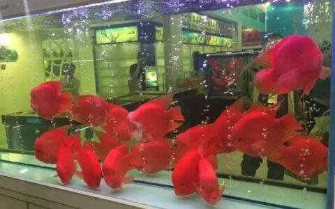 鹦鹉鱼怎么养才能增红不褪色？