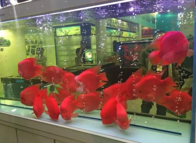 鹦鹉鱼怎么养才能增红不褪色？