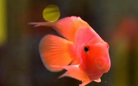 养鱼养几条比较吉利旺财？养什么鱼比较好？