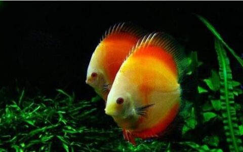 养鱼最易犯的5个错误