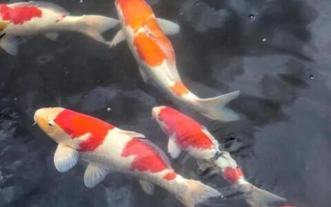 锦鲤的寓意和象征是什么？