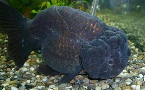 兰寿金鱼该怎么喂食？（兰寿金鱼喂食注意事项）