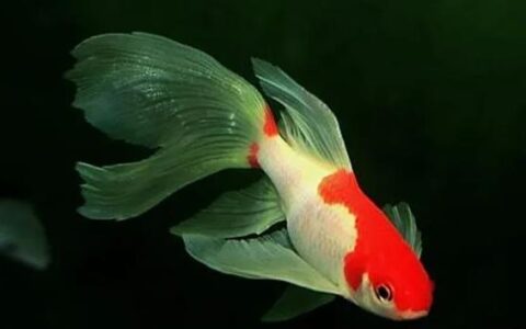 燕尾草金鱼的鉴别及外形特征