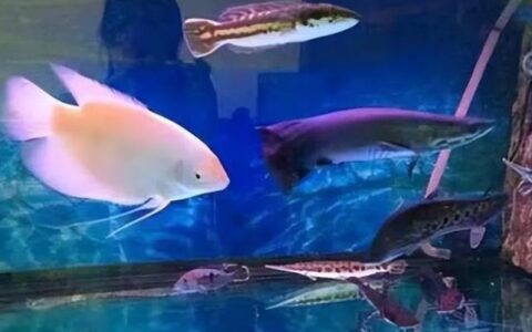 招财鱼可以和哪些观赏鱼混养？