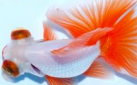 蝶尾金鱼的饲养与繁殖