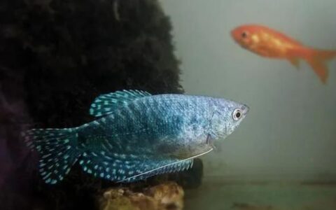 养曼龙鱼有什么讲究？