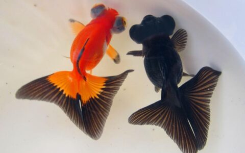 蝶尾鱼怎么挑选怎么养？