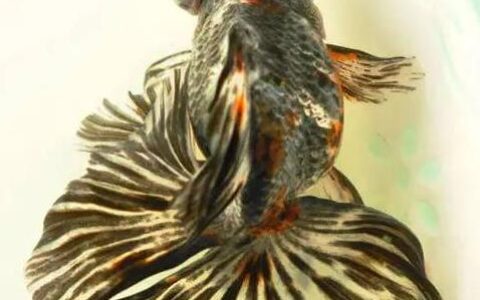 养蝶尾鱼的一些体会和技巧