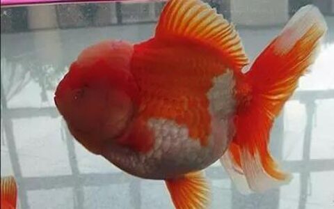 如何挑选好金鱼？