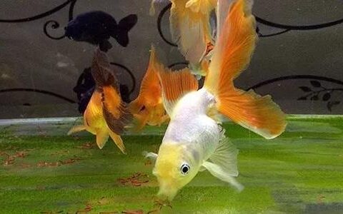 怎样把金鱼养大养肥？