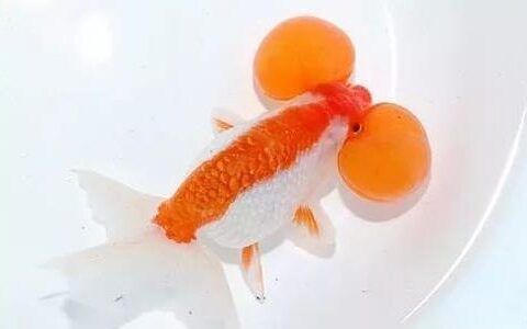 养金鱼攻略之：饲养金鱼常犯的7个错误