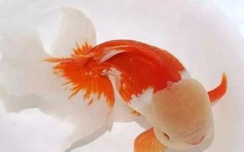 养金鱼攻略之：寄生虫病的治疗和预防