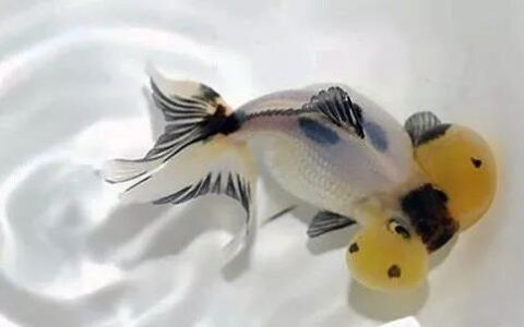 维生素C对于金鱼的作用（金鱼怎么补维生素C）